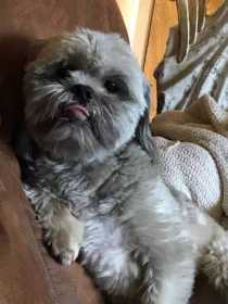 Lost Dog