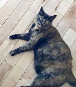 Lost Cat