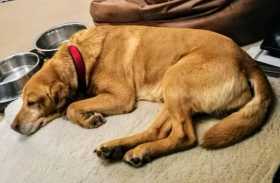 Lost Dog