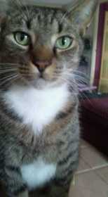 Lost Cat