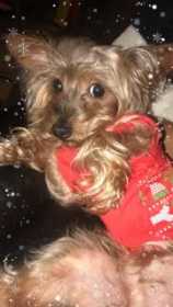 Lost Dog