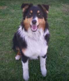 Lost Dog