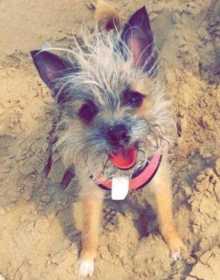 Lost Dog
