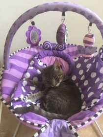 Lost Cat