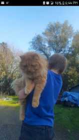Lost Cat