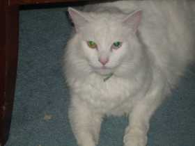 Lost Cat