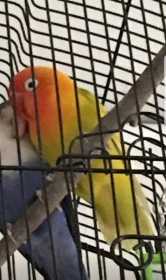 Lost Lovebird