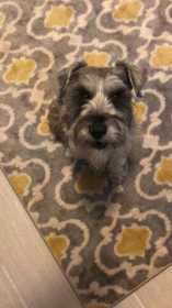 Lost Dog