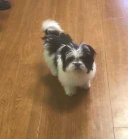 Lost Dog