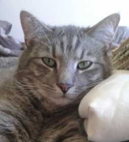Lost Cat