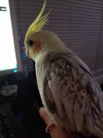 Lost Cockatiel