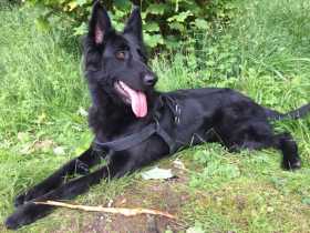 Lost Dog