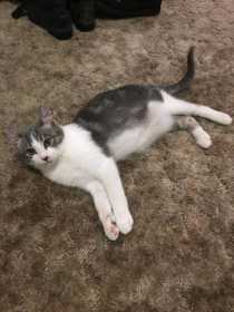 Lost Cat