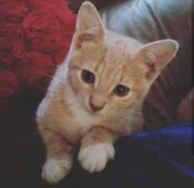 Lost Cat