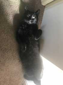 Lost Cat