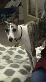 Lost Dog