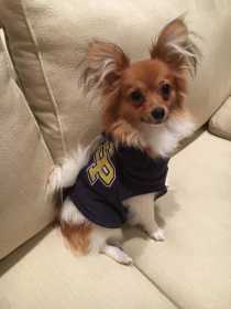 Lost Dog