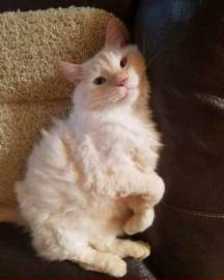 Lost Cat