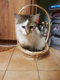 Lost Cat