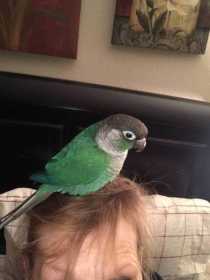 Lost Conure