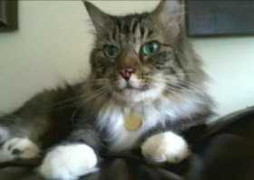 Lost Cat