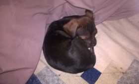 Lost Dog