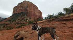 Lost Dog