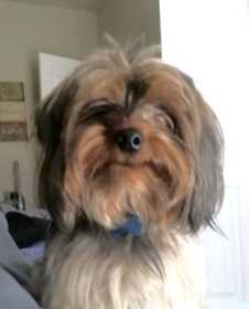 Lost Dog