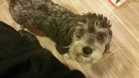 Lost Dog