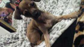 Lost Dog
