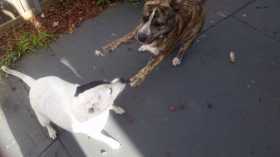 Lost Dog
