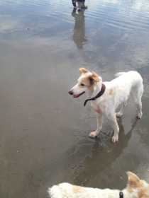 Lost Dog