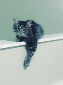 Lost Cat