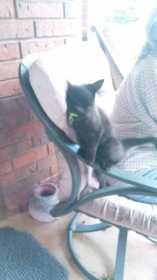 Lost Cat