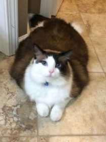 Lost Cat