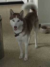 Lost Dog