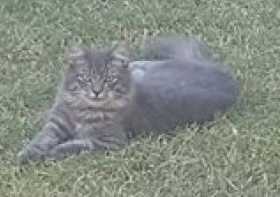 Lost Cat
