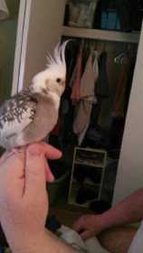 Lost Cockatiel