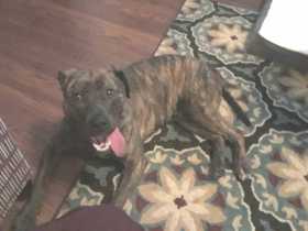 Lost Dog