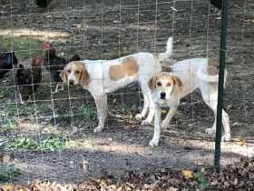 Lost Dog