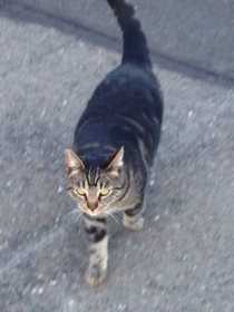 Lost Cat