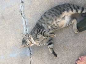 Lost Cat