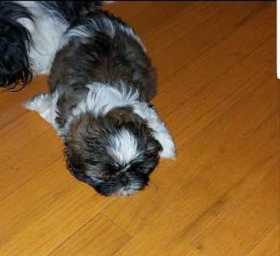 Lost Dog