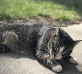 Lost Cat
