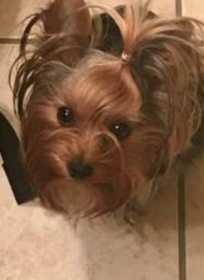 Lost Dog