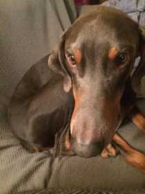 Lost Dog