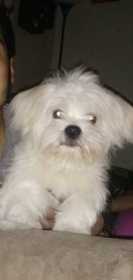 Lost Dog