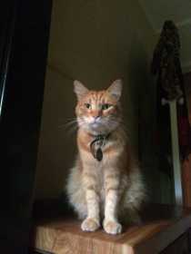 Lost Cat