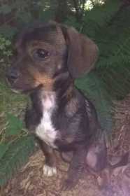 Lost Dog