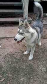 Lost Dog